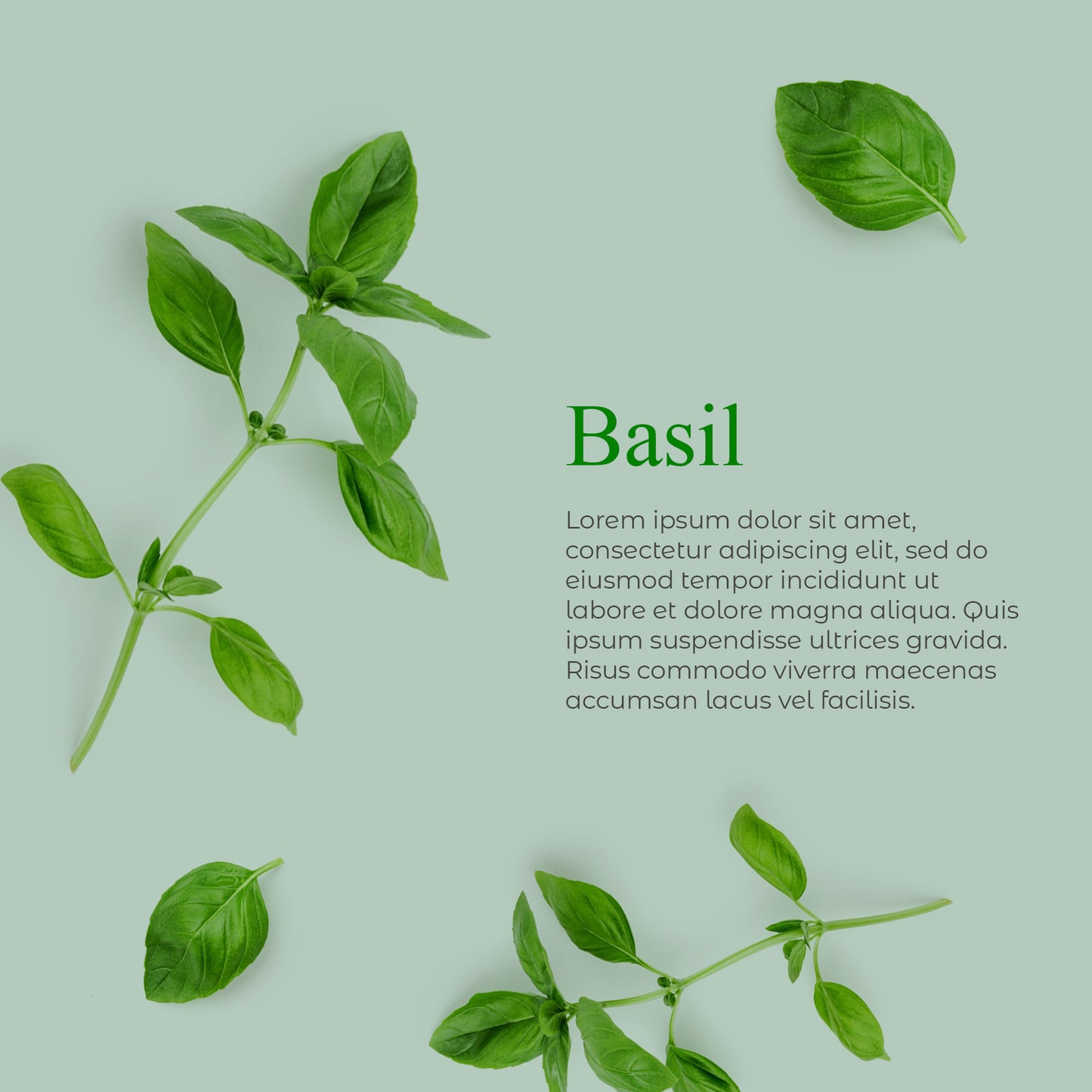 Holy Basil (Tulsi) Face & Body Bar