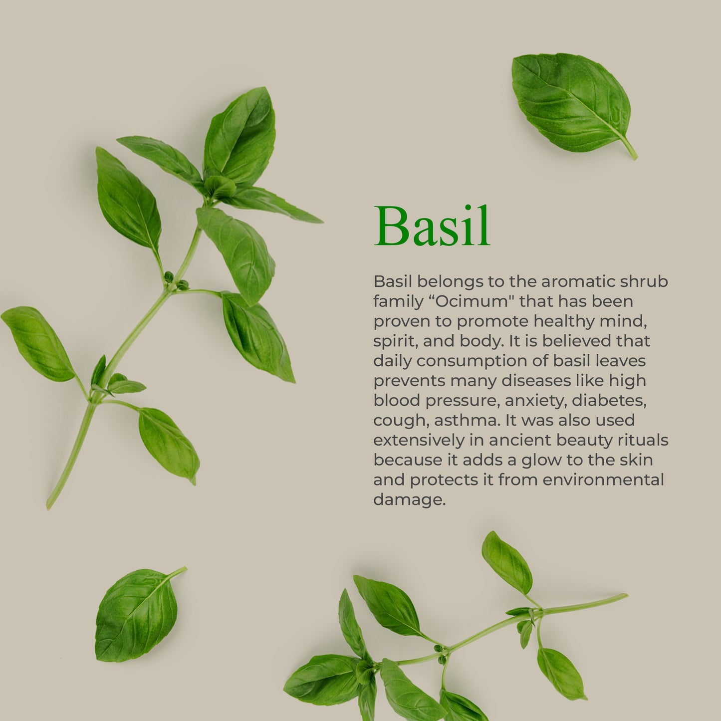 Holy Basil (Tulsi) Face & Body Bar