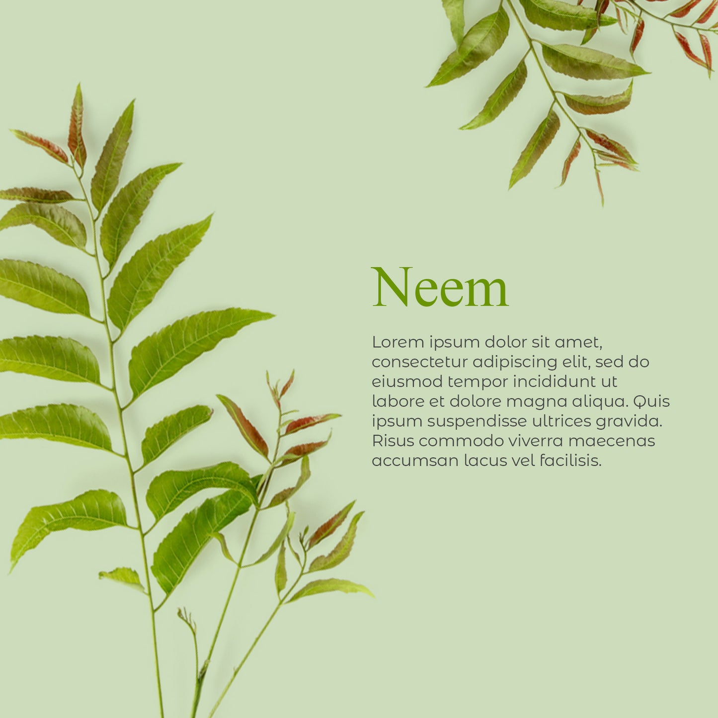 Neem Face and Body Bar