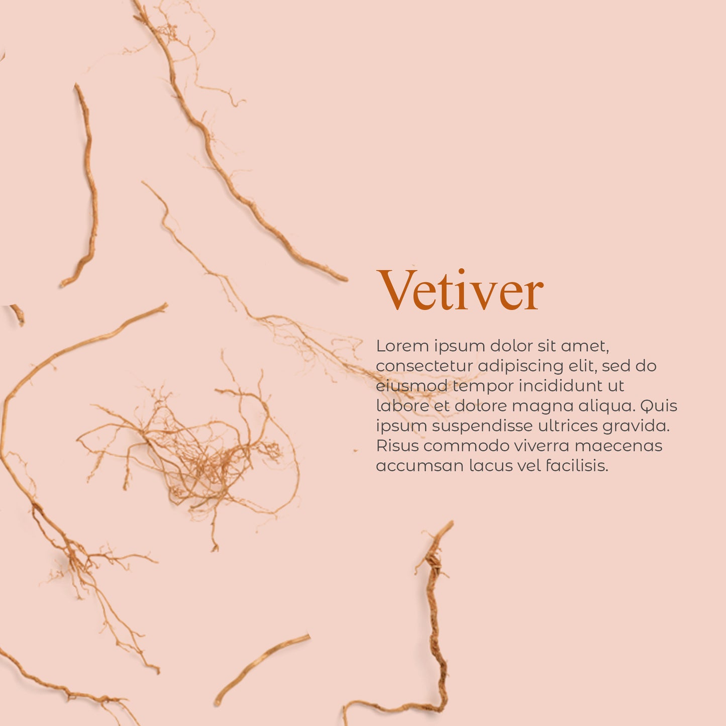 Vetiver Detox Face & Body Bar